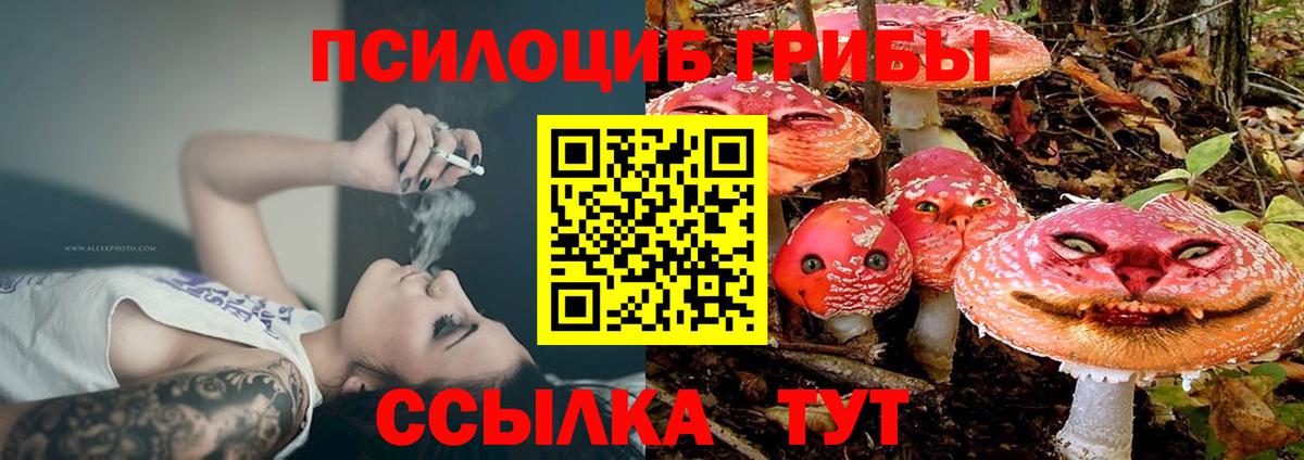 Искитим  Псилоцибиновые грибы Psilocybe  Вход с VPN  Галлюциногенные грибы прущие грибы 